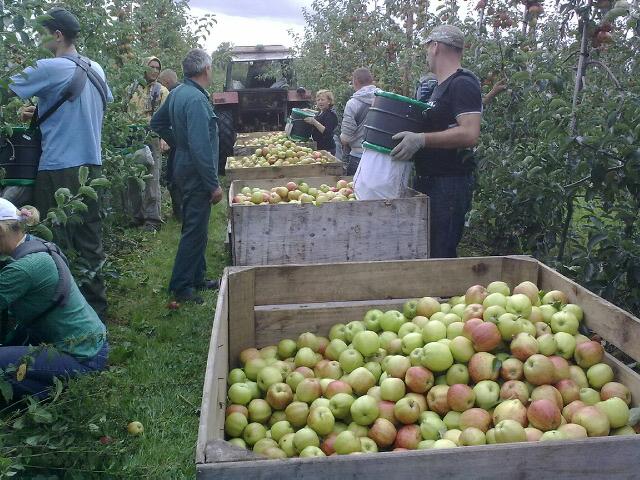 Apples, Apples, Everywhere!