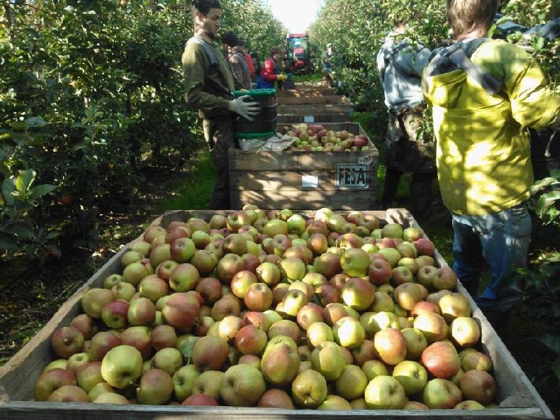 Apple Picking in progress